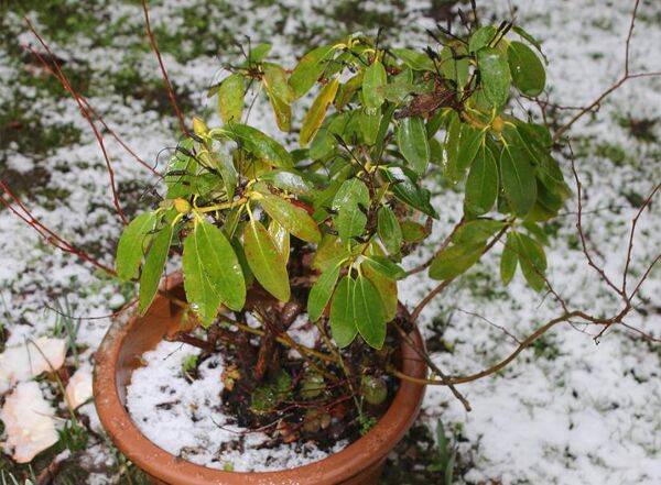 Comment protéger une azalée en pot en extérieur l'hiver ?