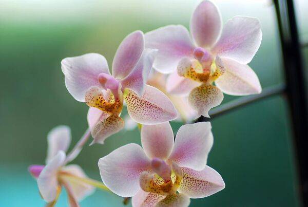 Mon orchidée est malade