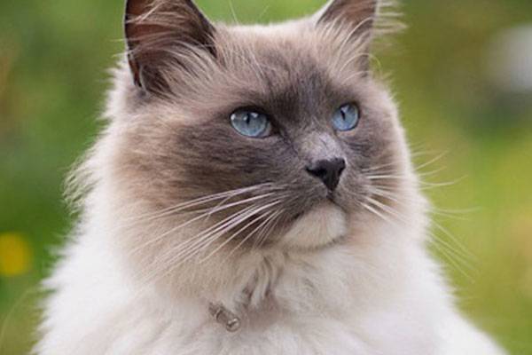 Ragdoll : origine, caractère, alimentation#Ragdoll : origine, caractère, alimentation - © Pefkos - stock.adobe.com