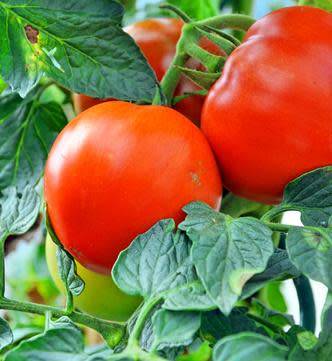 Tomate Marmande