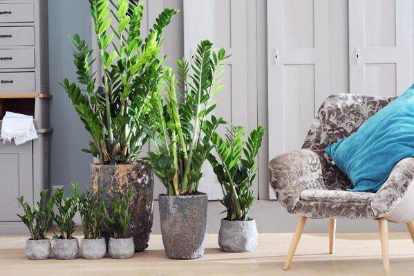 Plante d'intérieur increvable : le zamioculcas