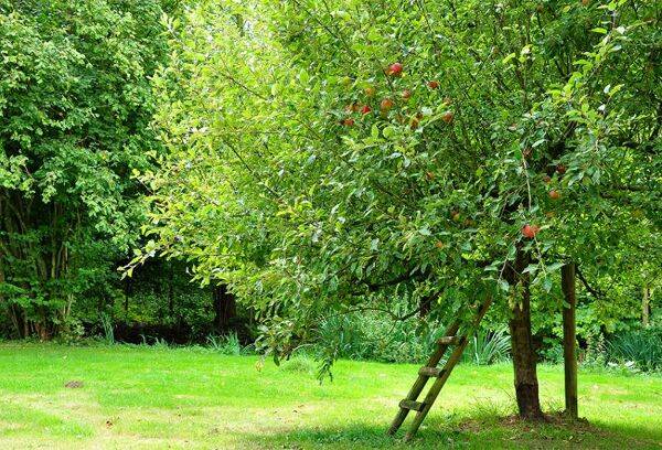 Que faire au verger en mai ?