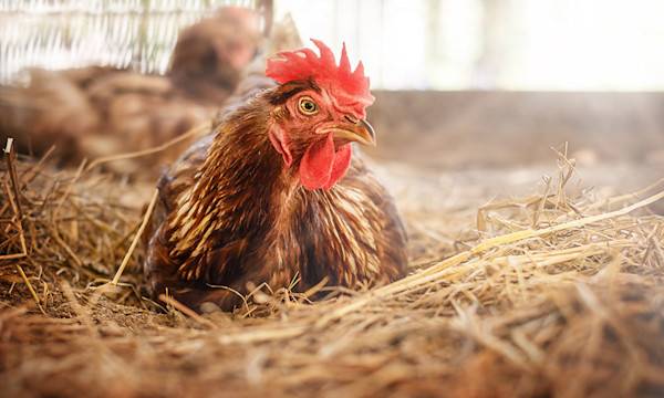 Comment traiter les puces des poules ?