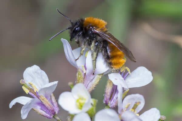 L'abeille solitaire