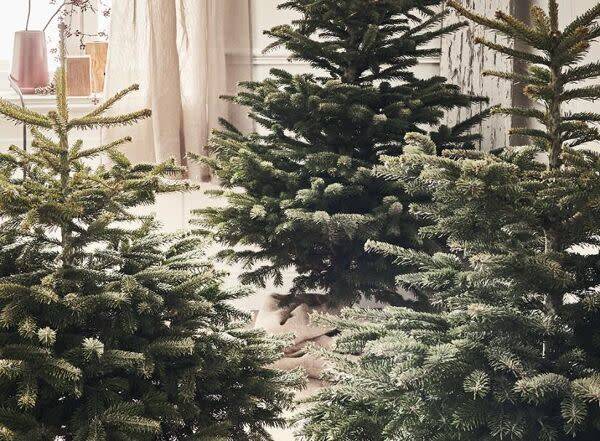 Quand acheter mon sapin de Noël ?