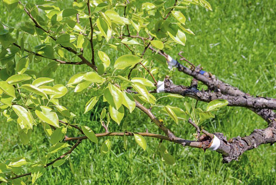 olivenbaum kaufen 2 meter Olivenbaum 40 Jahre alt . 160cm Hhe  toskanagartenshop