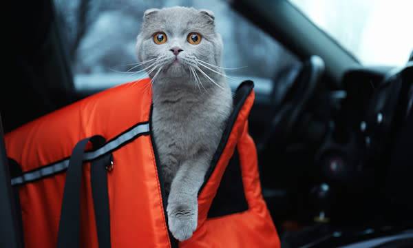 Mon chat a le mal des transports