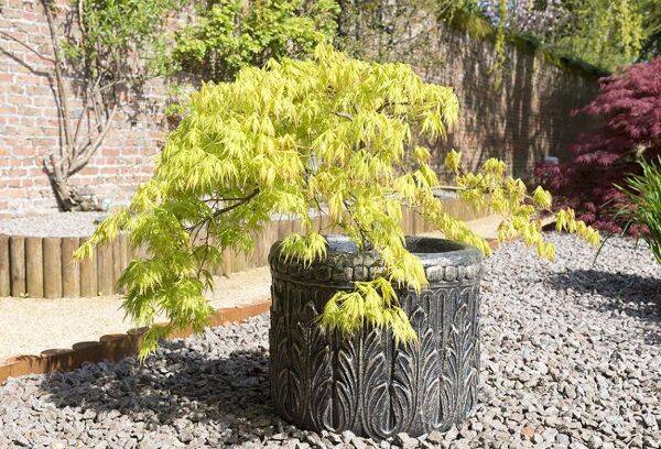 Cultiver un arbre en pot
