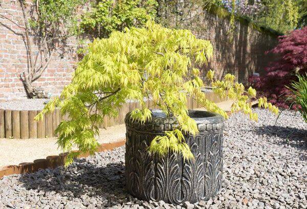 Cultiver un arbre en pot