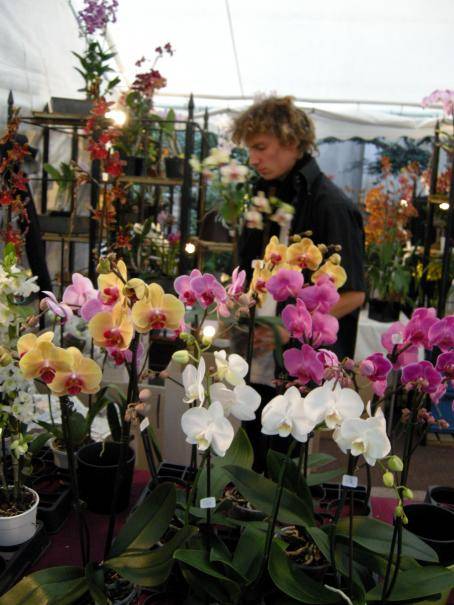 Exposition sur les orchidées