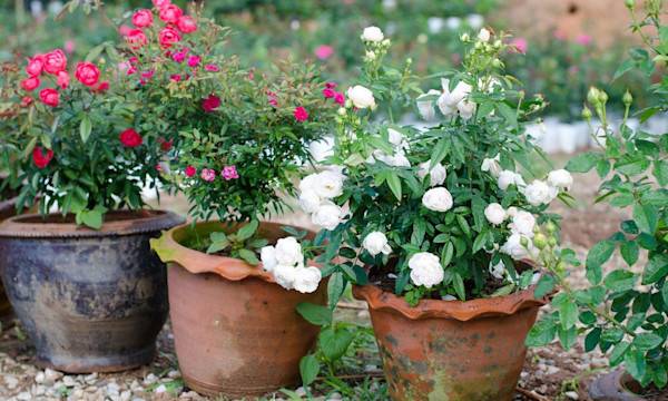 # Comment tailler un rosier en pot ? - © joloei - stock.adobe.com