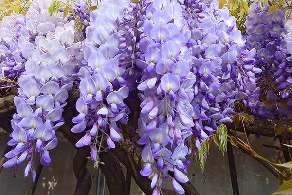 Une grappe est une forme d'inflorescence