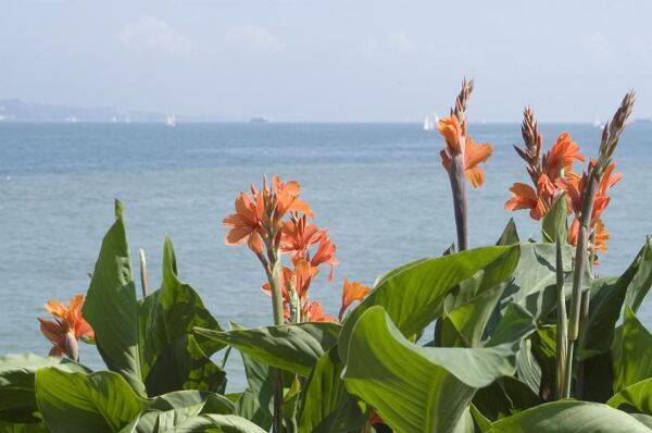 Planter des cannas