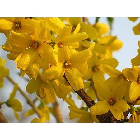 Forsythia x intermedia 'Goldrausch'