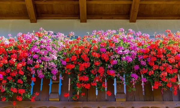 Astuces pour faire fleurir les géraniums - © dailu - stock.adobe.com