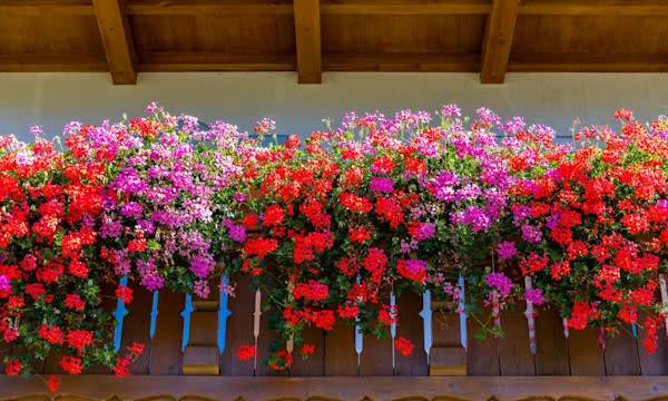 Astuces pour faire fleurir les géraniums - © dailu - stock.adobe.com