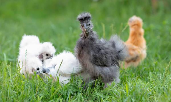 Les poules d’ornement - © Евгения Глинская - stock.adobe.com