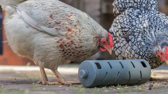 Distributeur roulant à friandises en plastique recyclé pour poules