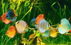 Poissons d'aquarium