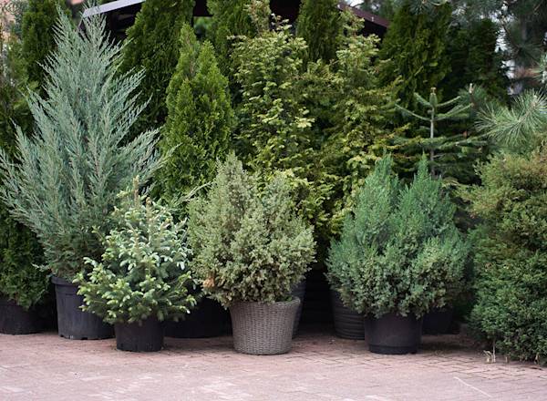10 conifères compacts à adopter au jardin et sur le balcon