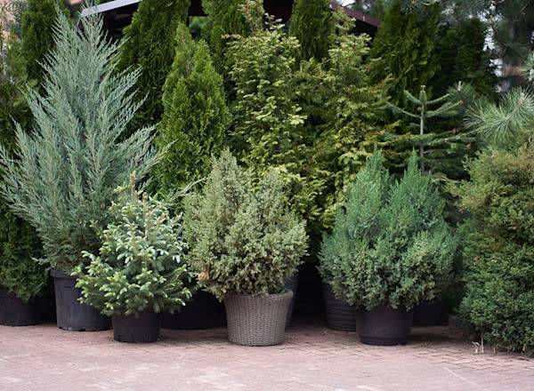 10 conifères compacts à adopter au jardin et sur le balcon