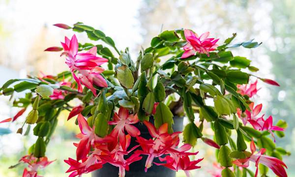 Entretien du cactus de Noël - © Sergey + Marina - stock.adobe.com