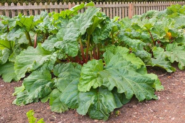 # Quelles associations avec la rhubarbe ? © doethion - stock.adobe.com