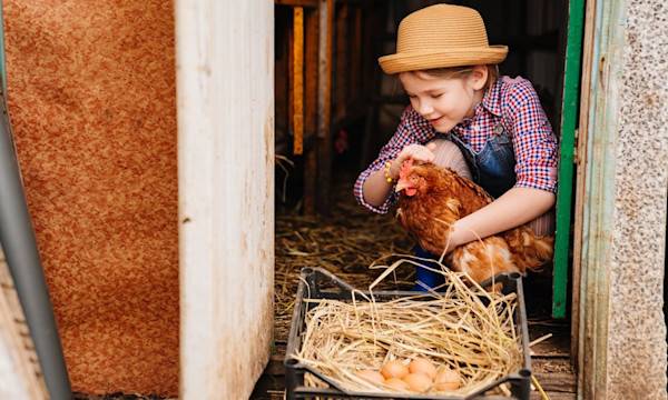 Les poules et les enfants - © andrey - stock.adobe.com