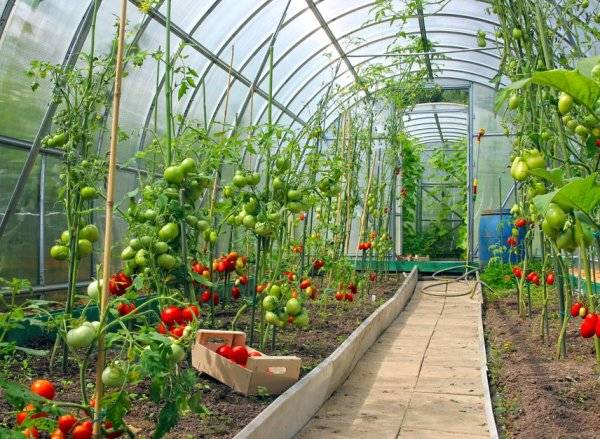 #Quelles maladies peuvent attraper les tomates sous serre ? © kingan - stock.adobe.com
