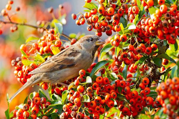 Un moineau sur un pyracantha
