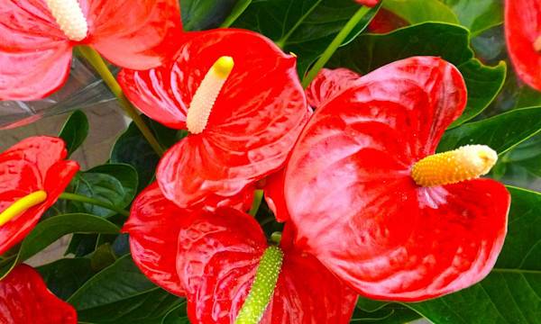 Rempoter un anthurium - © B747 - stock.adobe.com