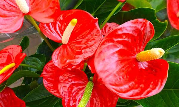 Rempoter un anthurium - © B747 - stock.adobe.com