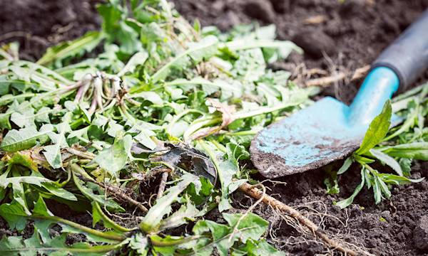 7 façons de désherber efficacement les mauvaises herbes - © Chuyko Sergey ; Sergey - stock.adobe.com