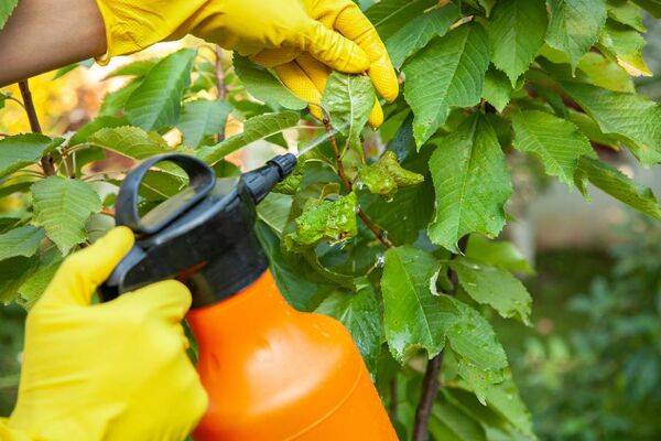 Traiter les pucerons au vinaigre blanc