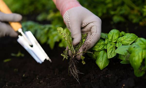 supprimer les mauvaises herbes comme l'ortie
