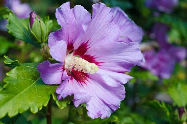 Planter des hibiscus de jardin ou Althéa
