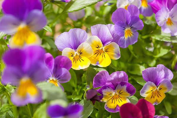 Les pensées sont des fleurs annuelles
