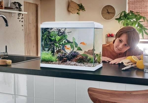 # Plusieurs espèces de poissons vivent en eau froide, comment les choisir ? - © STUDIO EVO
