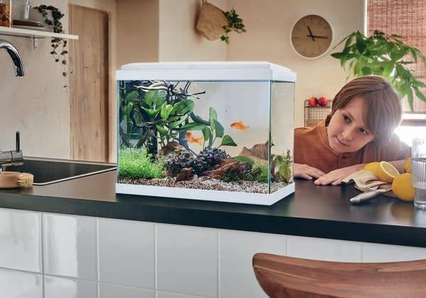 # Plusieurs espèces de poissons vivent en eau froide, comment les choisir ? - © STUDIO EVO