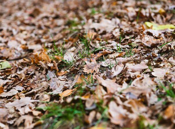 Quelles feuilles ne pas mettre au compost ?