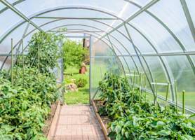 Tomates, haricots, salades seront plantés au moins un mois plus tôt qu’à l’extérieur 