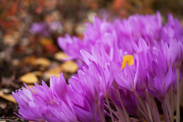 Entretien des crocus d'automne