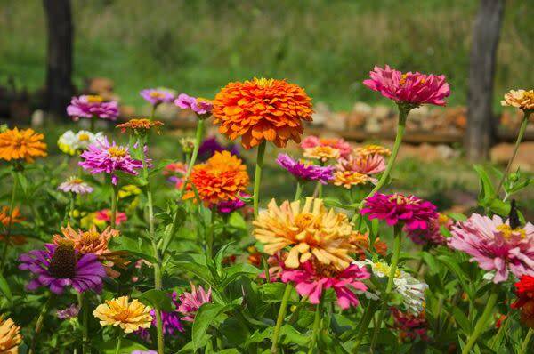 Zinnia