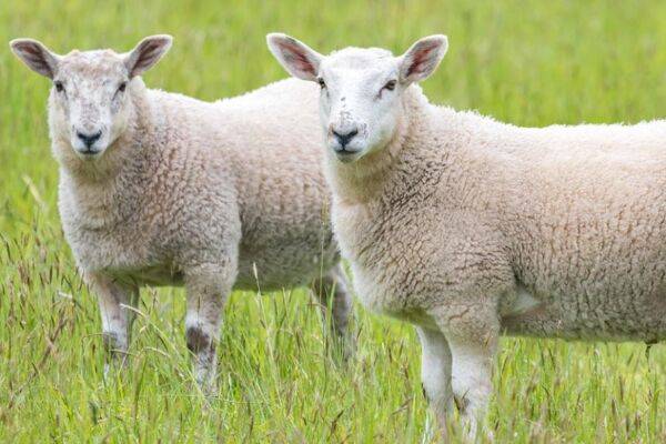 Le fumier de mouton 