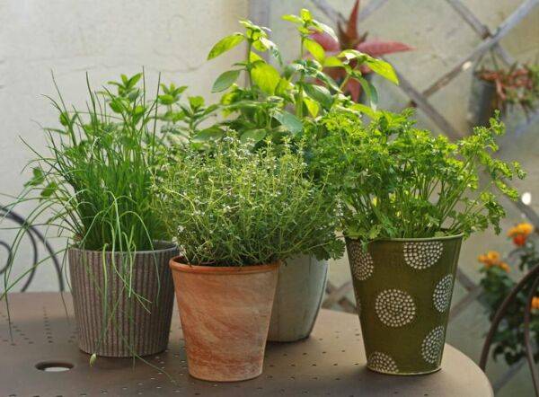 Choisir le bon terreau pour ses plantes aromatiques en pot