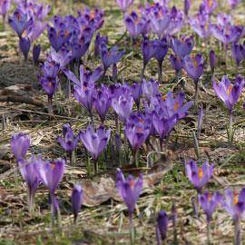 Crocus sativus