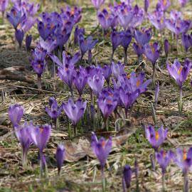 Crocus sativus