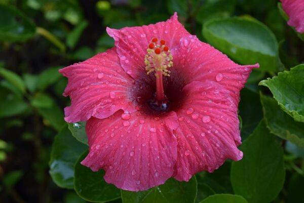 Mon hibiscus d'intérieur a des feuilles jaunes