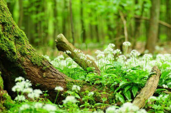 Ail des ours