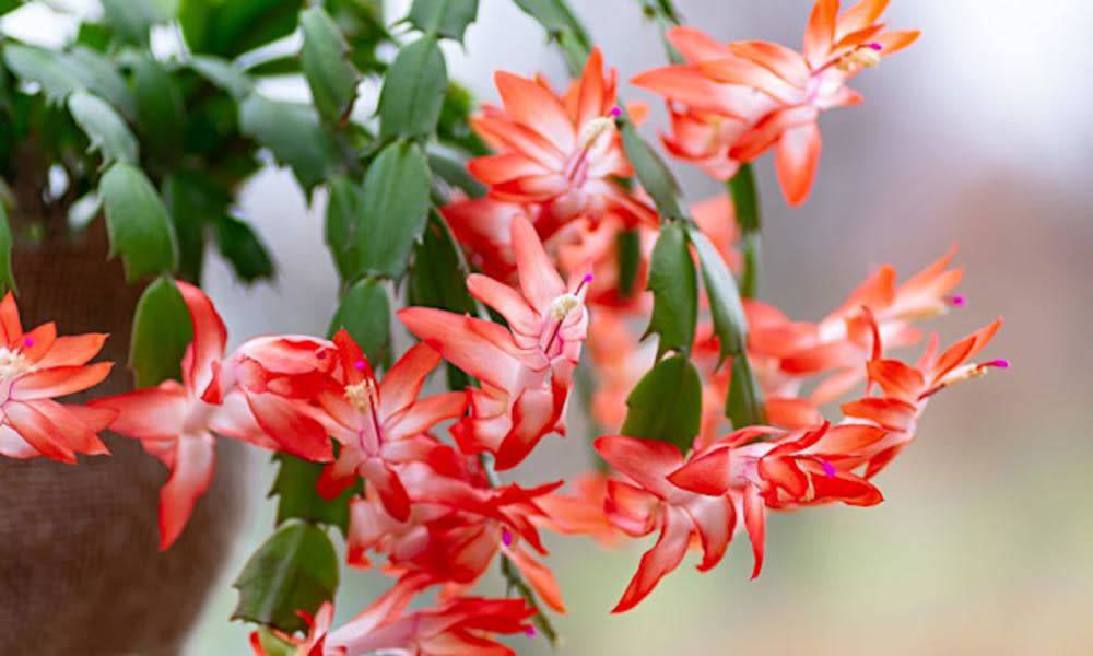 10 plantes d’intérieur fleuries et faciles à vivre